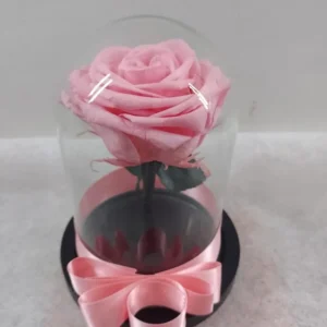 Rosa preservada rosada